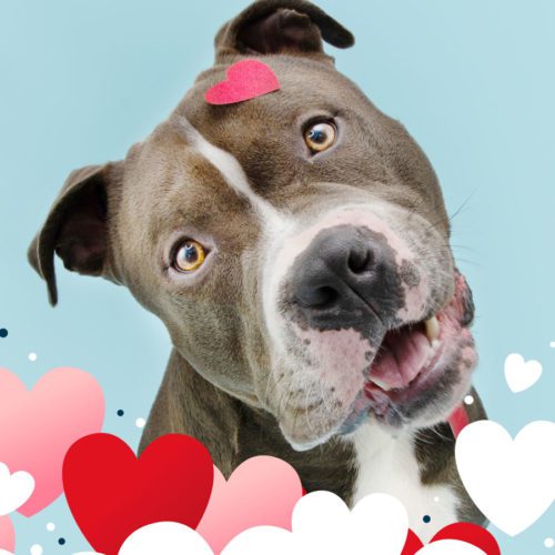 Web-Pannel-Image-Sweetheart-23 Web-Pannel-Image-Sweetheart-23