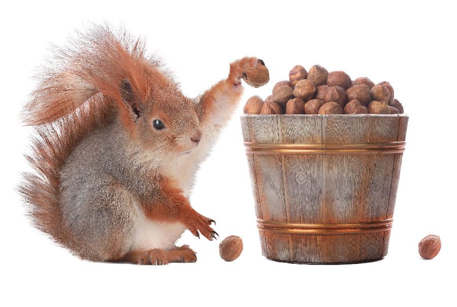 Squirrel-with-bucket-of-acorns